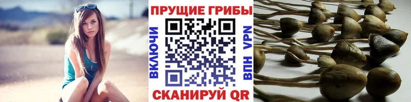 Псилоцибиновые грибы Psilocybine cubensis  Купить где  Добрянка 
